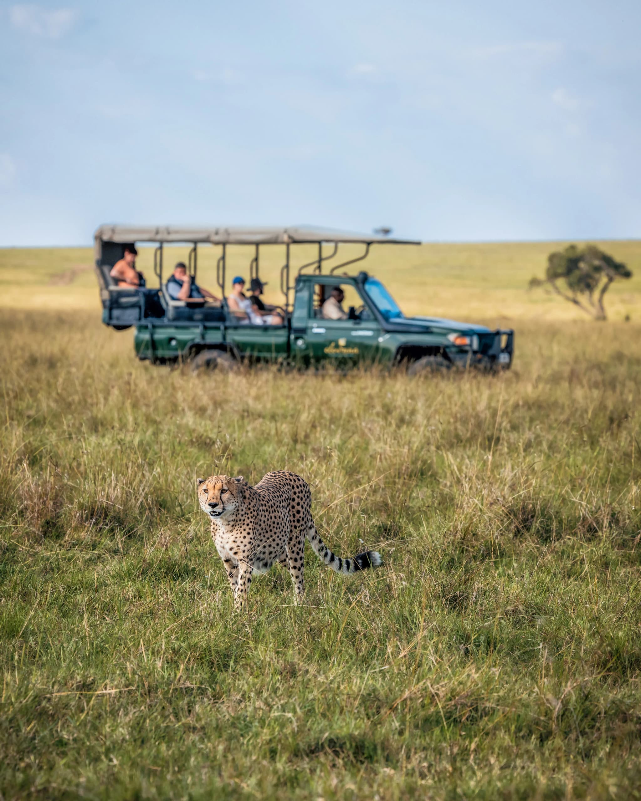 Elephant Pepper Camp Cheetah Car_4x5